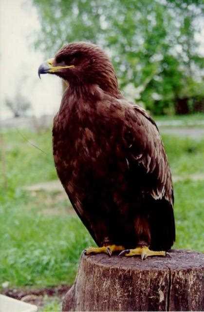 Степной орел